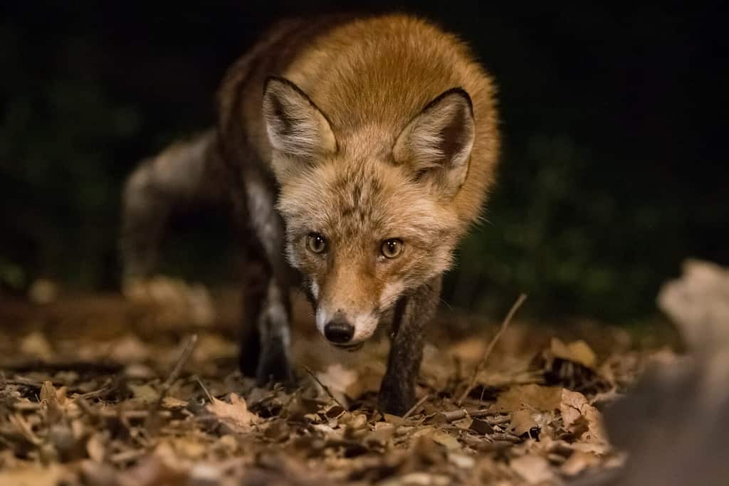 Red fox in search of food at night.