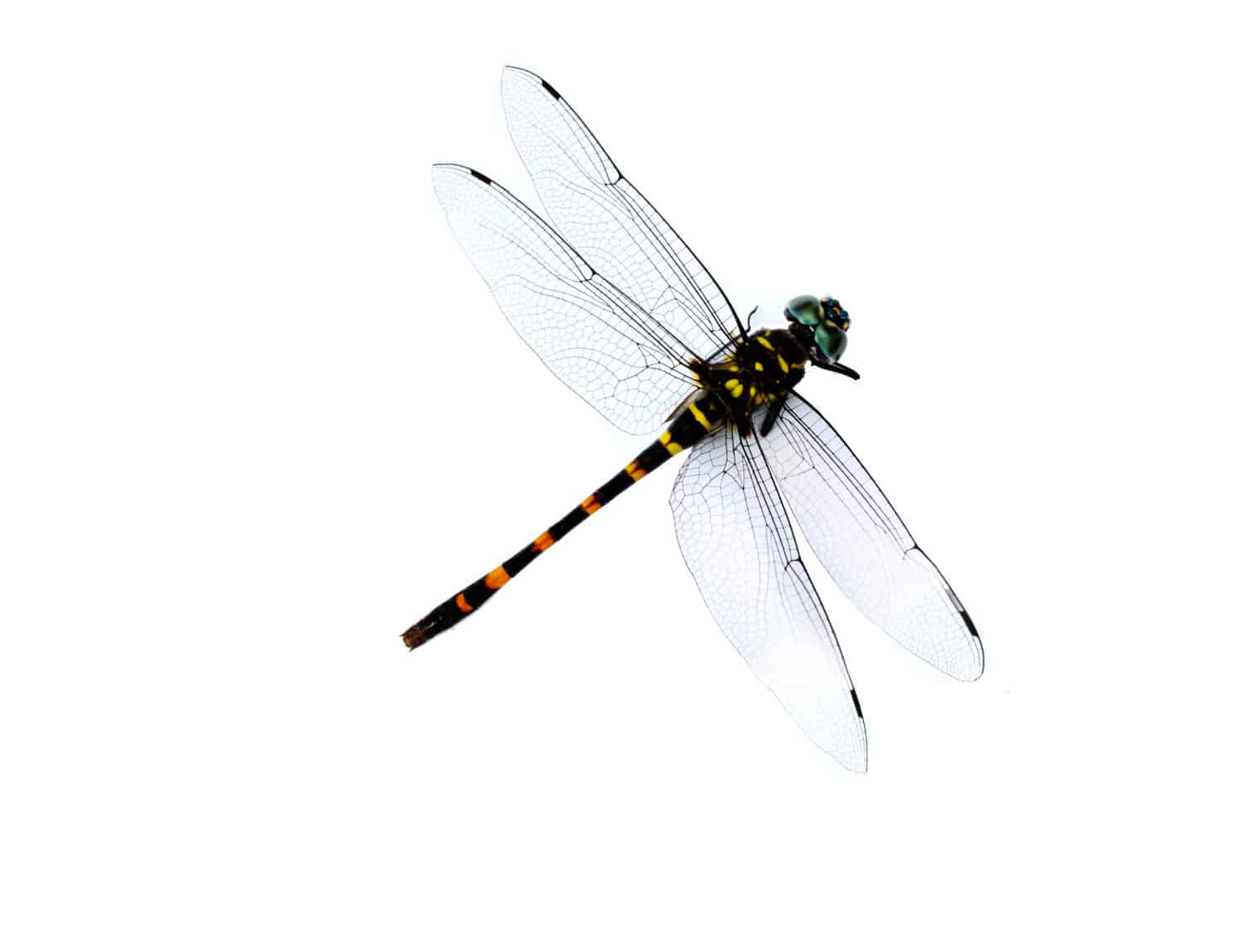 dragonfly isolated on white background. Yellow and back Dragonfly Gomphus flavipes.
