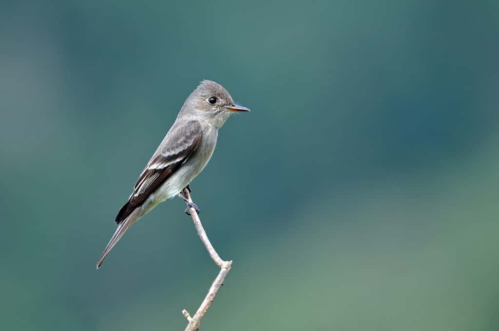 a bird in the flycatcher family of birds/Western Wood-Pewee