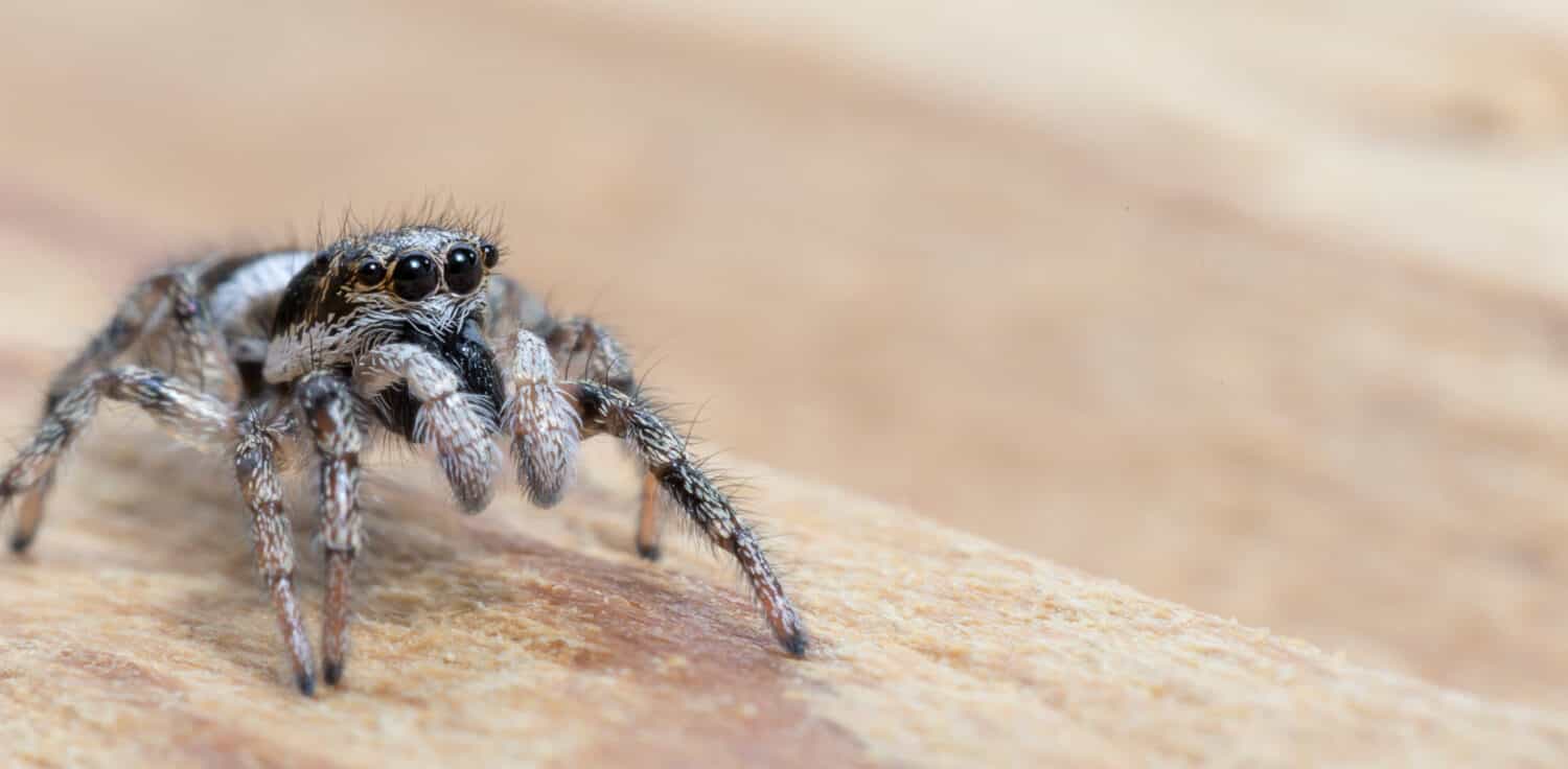 Zebra Jumping Spider looking with big Eyes. Macro Image of a tiny Spider. Jumping spider closeup on Wood underground