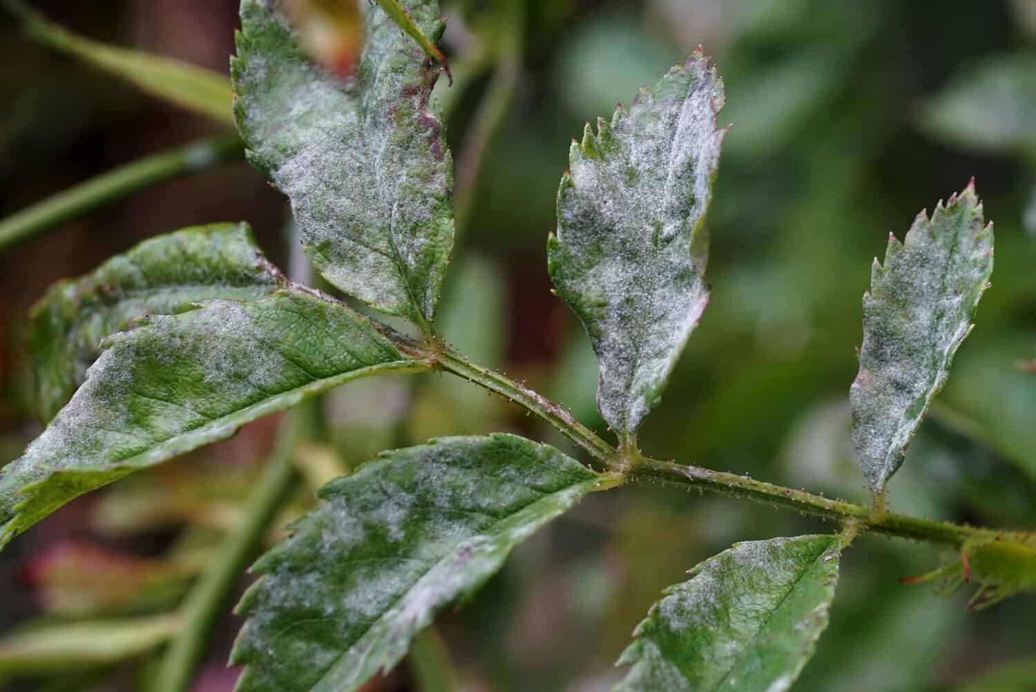 White coating (mold) on the leaves of a sick rose
