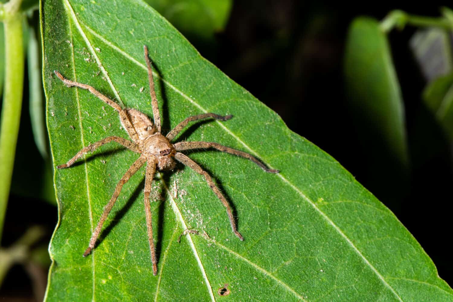 Spider in Borneo - Dolomedes minor is pale brown with some being grayish, like the rocks around which they live, helping to camouflage them against predators. 