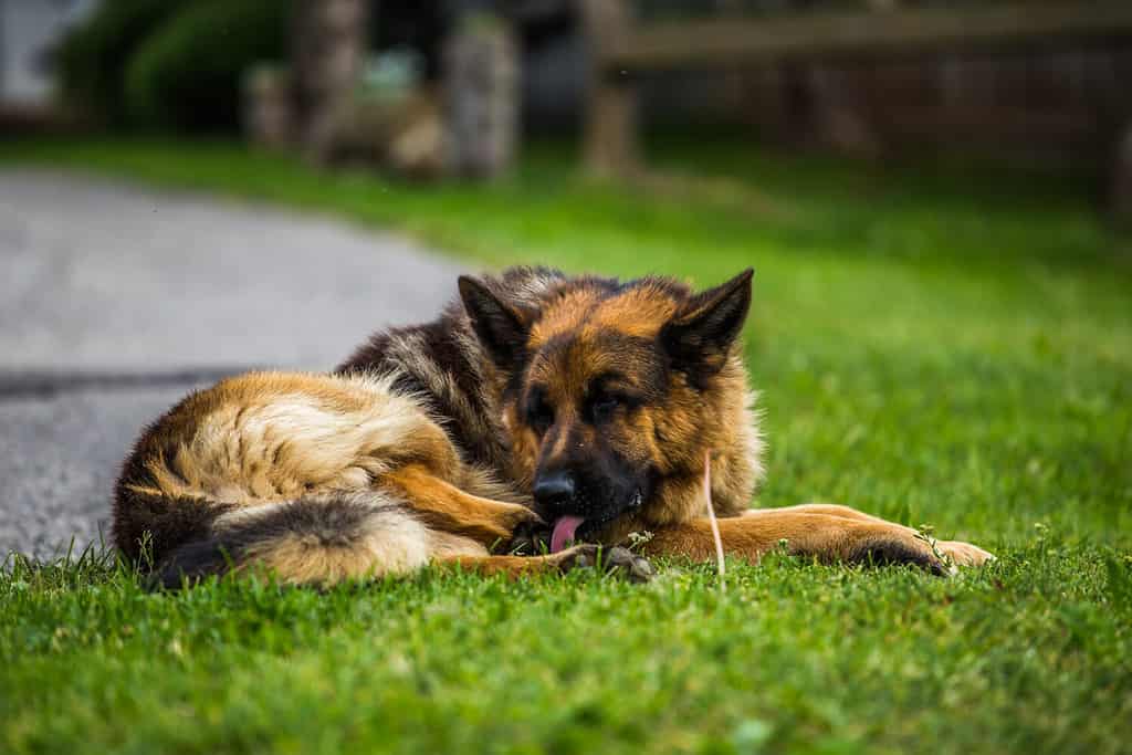 20 Common German Shepherd Health Problems - A-Z Animals