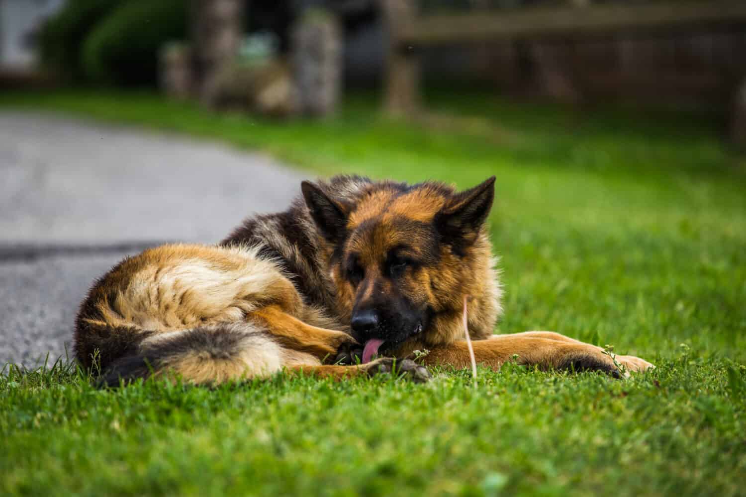 Arthritis is an easily managed German shepherd health problem.