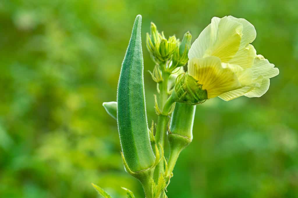 Close up of fresh Bhindi, Lady Fingers,Okra green vegetable Abelmoschus Esculentus with flowers growing in the farm against green background in selective focus from Kutch ,Gujarat ,India ,Asia