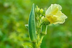 12 Clear Signals Your Okra Is Ready to Be Harvested (Plus Tips on Storing Them)  Picture