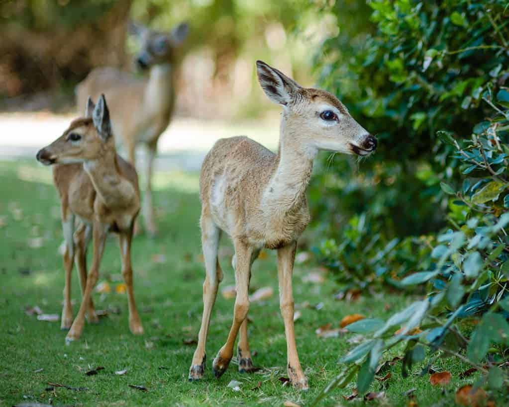 Deer may roam the University of Louisville's campus. 