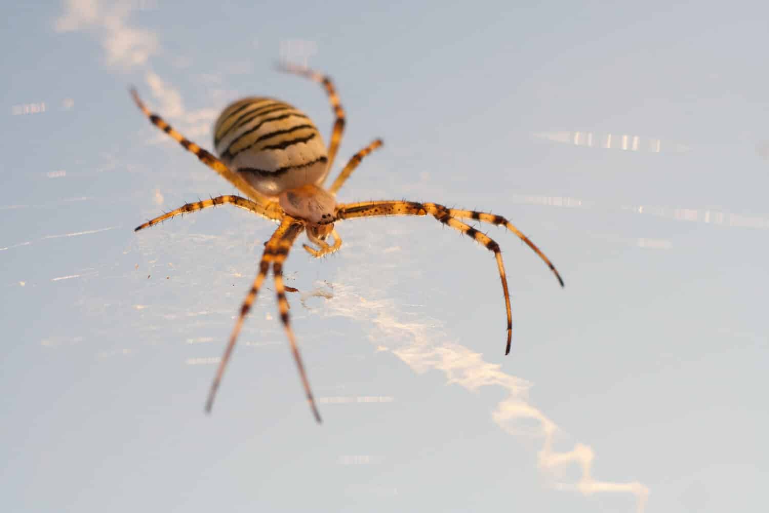 wasp spider - Argiope bruennichi on his web