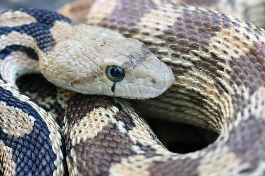 Close-up view of a great basin gopher snake (Pituophis catenifer deserticola).