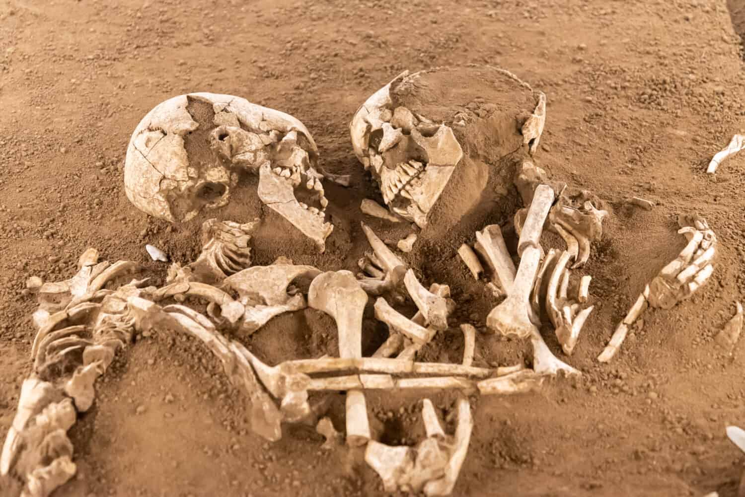 The fossilized remains of Homo sapiens uncovered at Jebel Irhoud, Morocco.