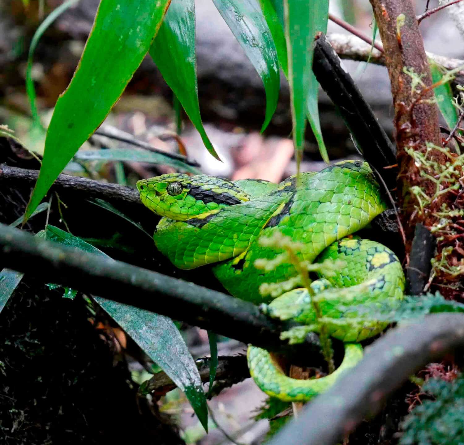 Beautiful Bothriechis aurifer, also called the Guatemalan palm viper or the Yellow-blotched palm pit viper, a venomous pit viper, found in the cloud forest of Guatemala