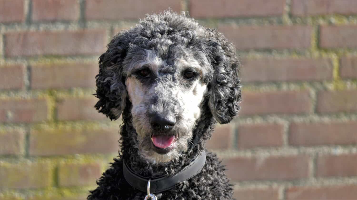 Frontal portrait of a grey labradoodle