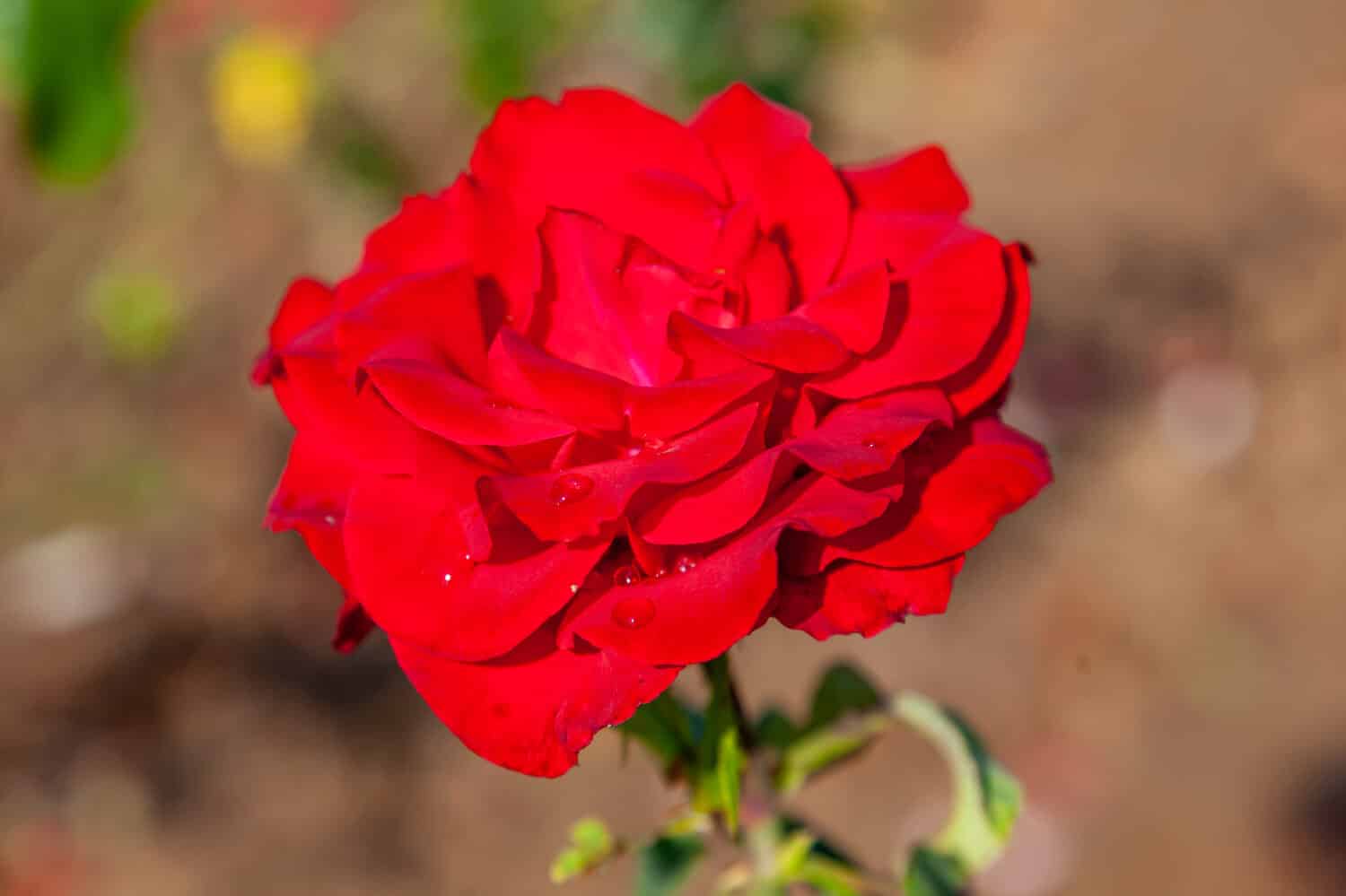 Olympiad rose with water drops in the field. Scientific name: Rosa ' Olympiad'. Flower bloom Color: Dark red