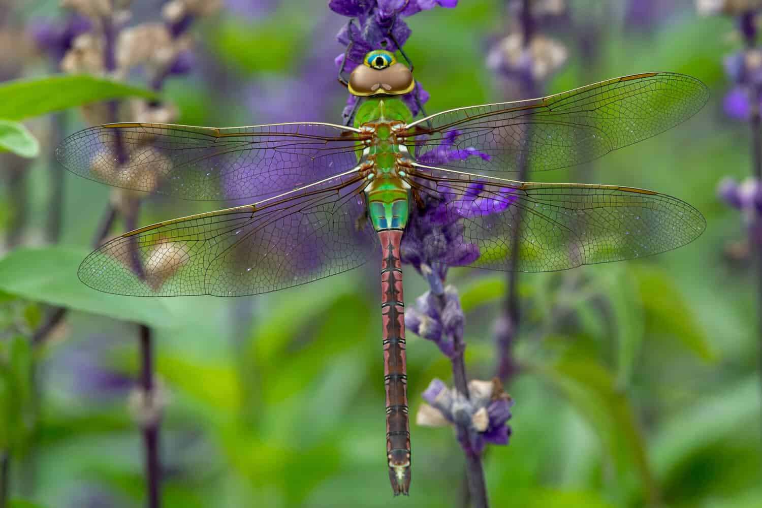 Female Common Green Darner Dragonfly perching on a purple flower. Rosetta McClain Gardens, Toronto, Ontario, Canada.