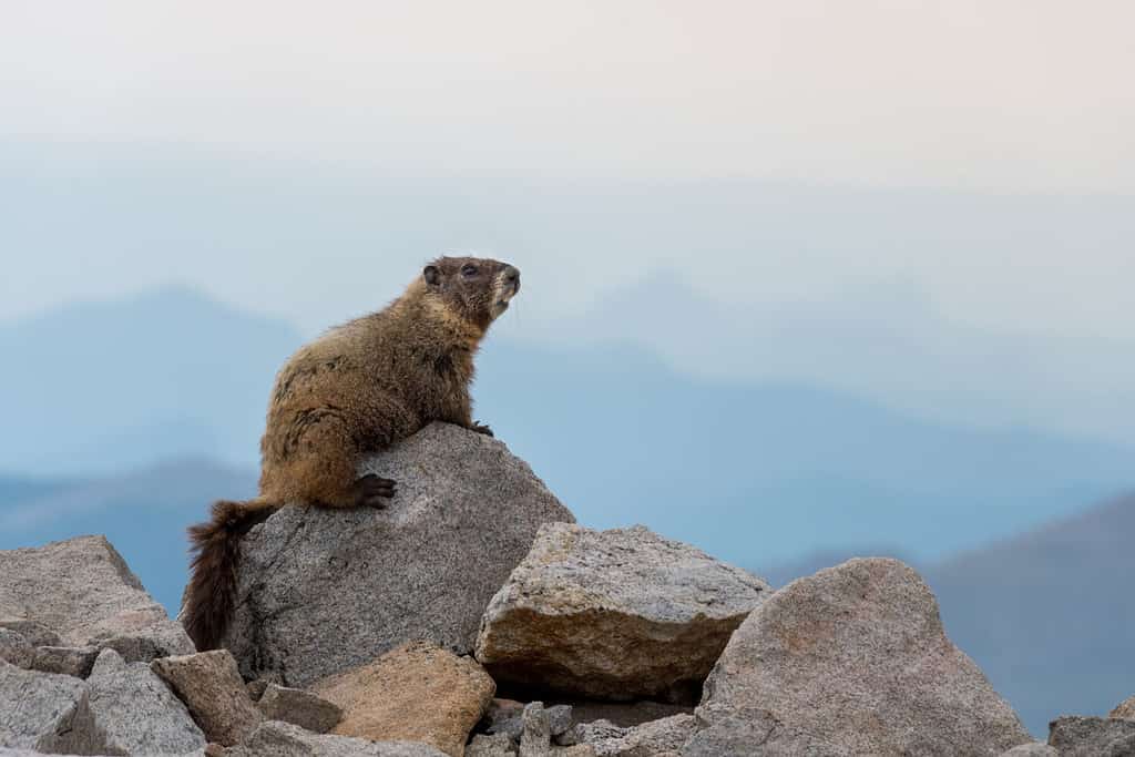 Yellow-bellied Marmot sitting on a rock. Colorado, USA.