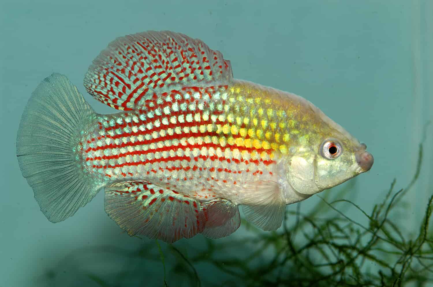 Aquarium fish. The flagfish or American flagfish (Jordanella floridae) is a pupfish native to Florida. It received its name because the male fish resembles the American flag.  
