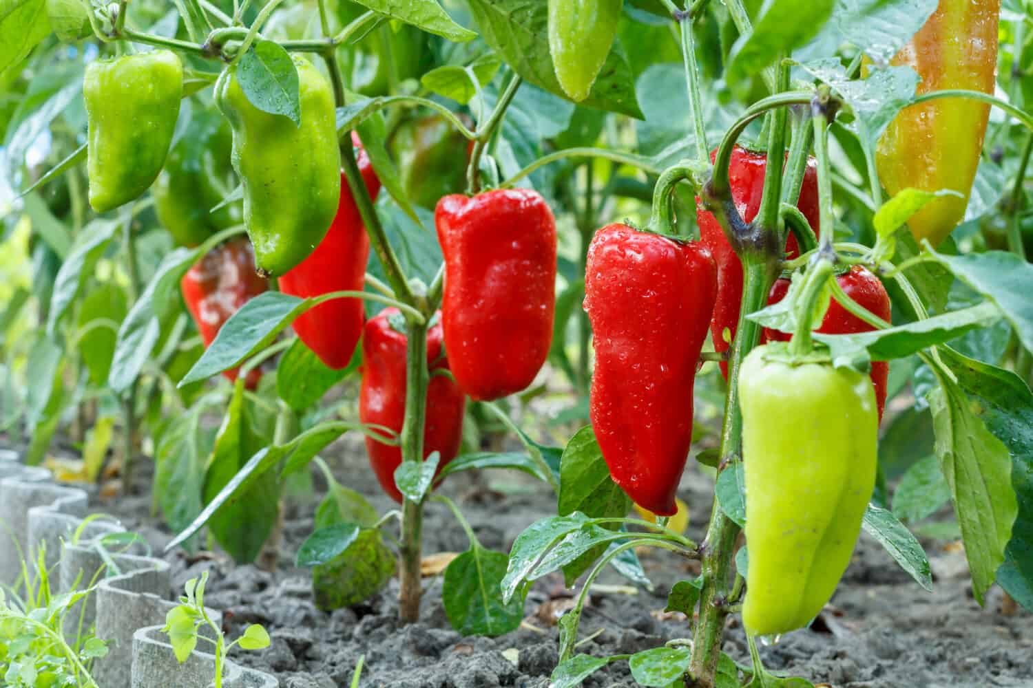 Ripe and unripe bell peppers with water drops growing on bushes in the garden. Bulgarian or sweet pepper plant.