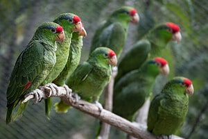 The 5 Most Common Parrots in Florida: ID Guide and Where to Spot Them Picture