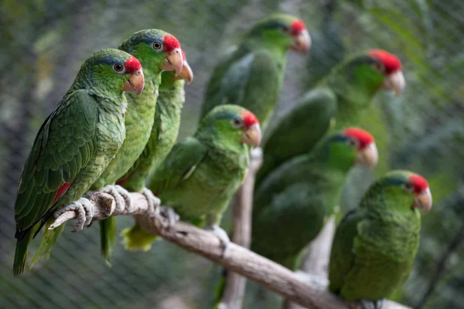 Red-crowned Parrots are popular pets that have become common escapees in American cities.  They nest in palm trees. They are now being released from captivity to be wild parrots in the United States.