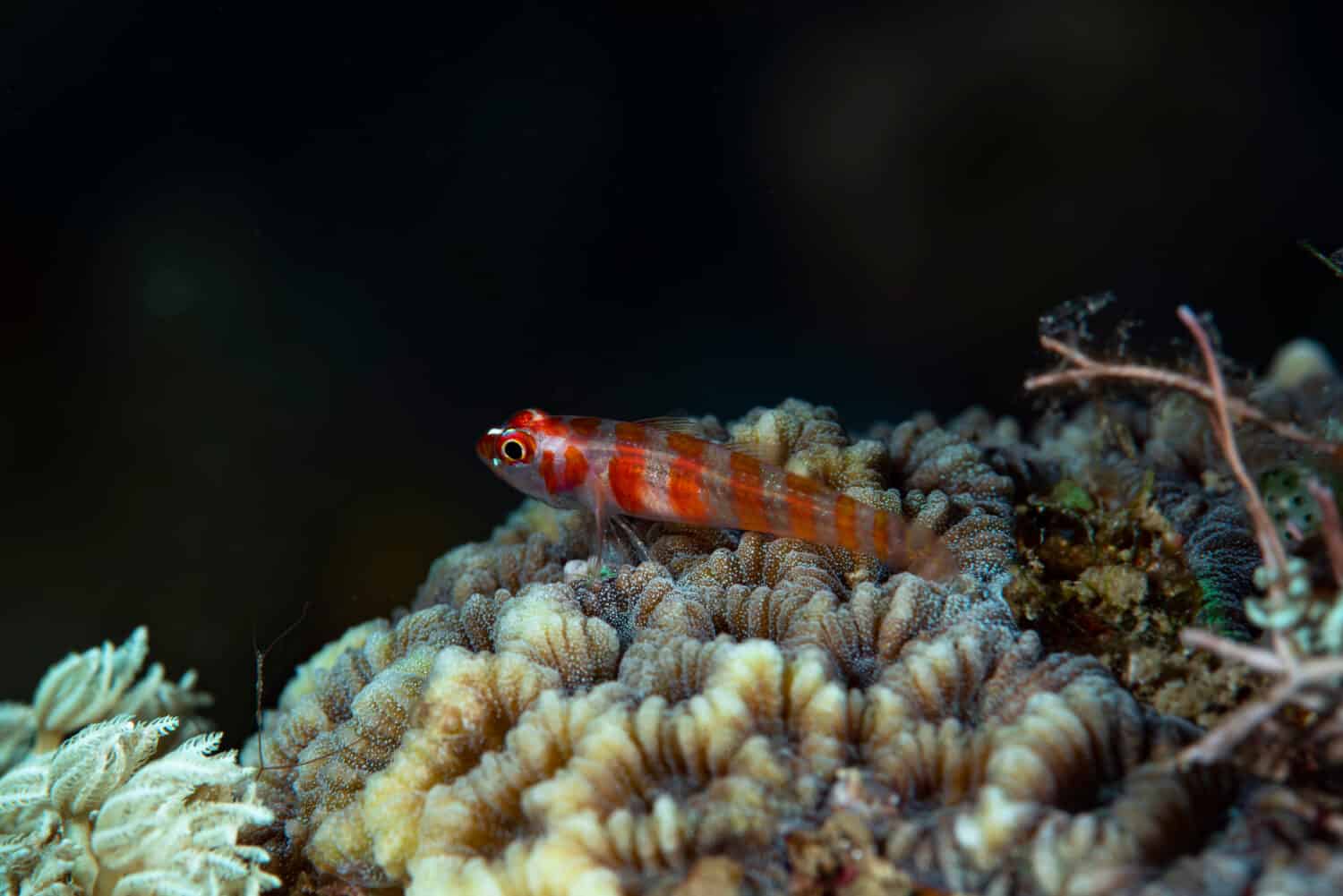 Candycane Dwarfgoby (Trimma cana) Anilao Philippines