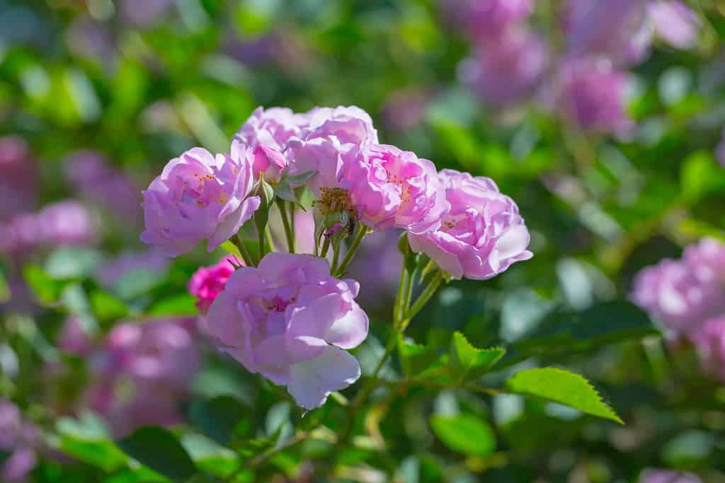 Rose flower, seven sister flower close-up, blooming outdoors in spring after the rain，Rosa multiflora Thunb. var. carnea Thory