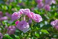 Wild Roses Types 8 Types of Wild Roses for Your Garden - A-Z Animals