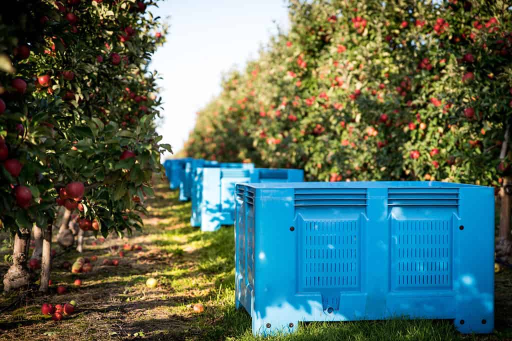 Apple farm. Blue crates filled with picked fruits for export. Harvest in an orchard. Red apples hanging from tree branches on a sunny day
