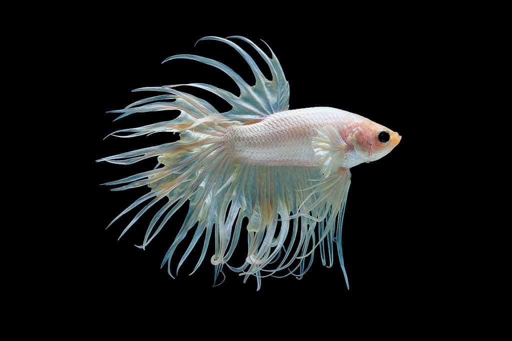 White betta splendens (Crown Tail) fish, Siamese fighting fish with light yellow color was isolated on black background. Fish also action of turn head in up direction during swim.