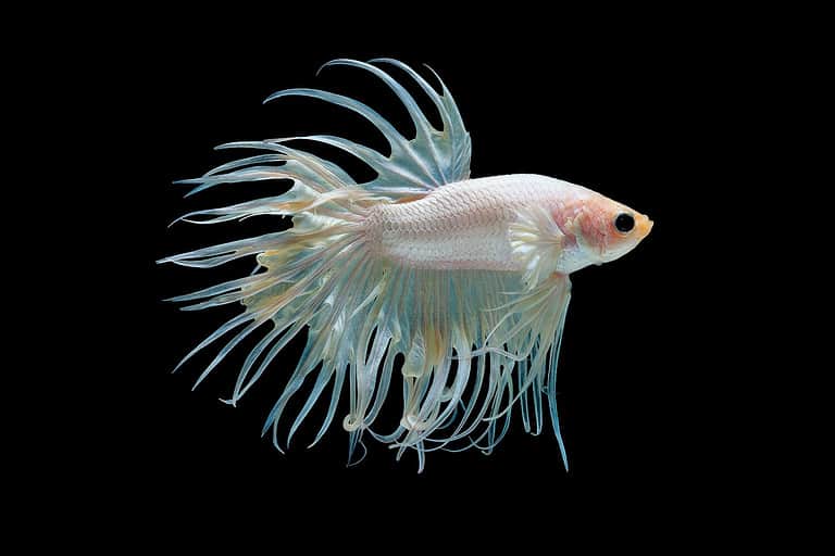 White betta splendens (Crown Tail) fish, Siamese fighting fish with light yellow color was isolated on black background. Fish also action of turn head in up direction during swim.