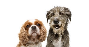 200+ Amazing Irish Dog Names (Unique, Cute, Funny & More!) Picture