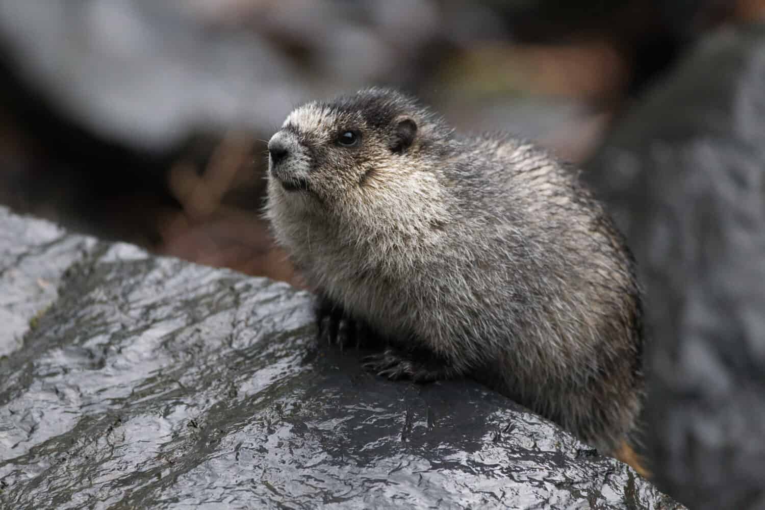 wild Hoary marmot near the glacier of Valdez