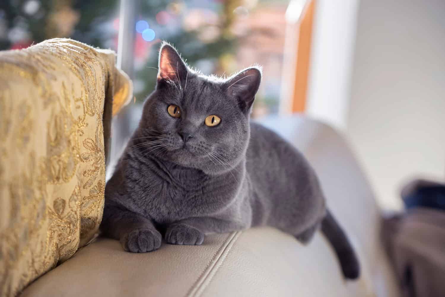 Chartreux cat relaxing on a sofa. Beautiful golden eyes of Chartreux. Grey cat. French cat.