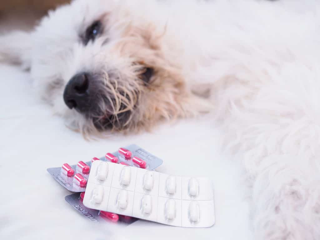 Drug panel, capsules, painkillers and medicines of white sick dog.