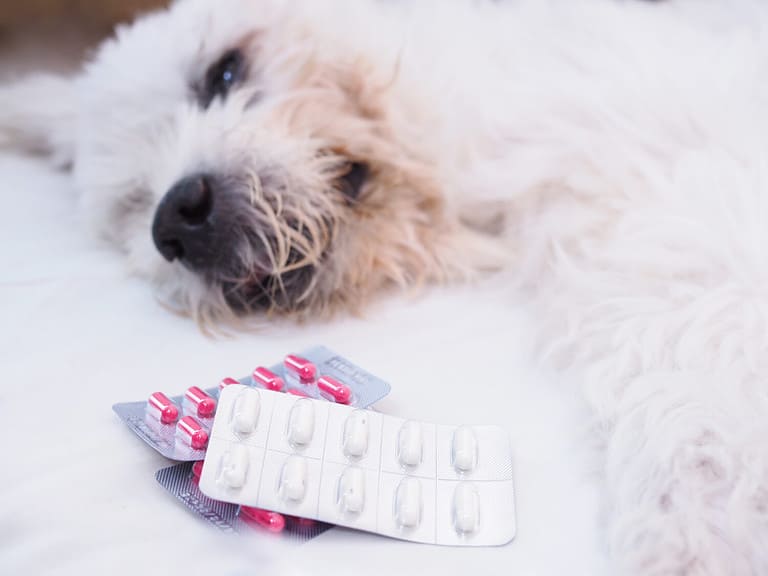 View of Can You Give Ibuprofen to Dogs? Safe Pain Relief Options, Explained - A ...
