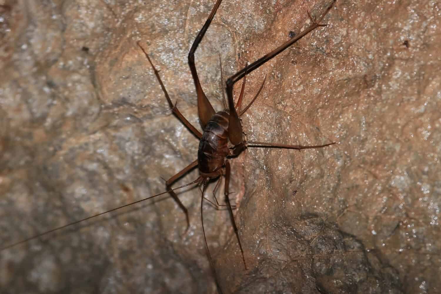 the cave cricket. live in darkness in warm caves