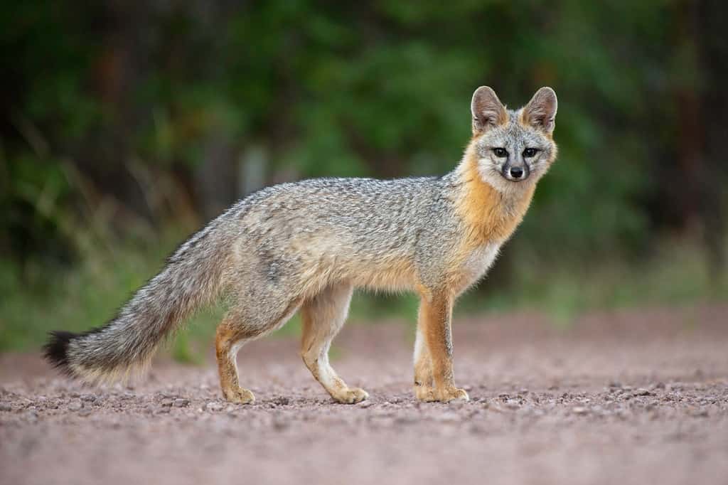 A wild gray fox photographed in the White Mountains of Arizona.