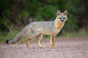 Foxes in Wisconsin: Types and Where They Live Picture