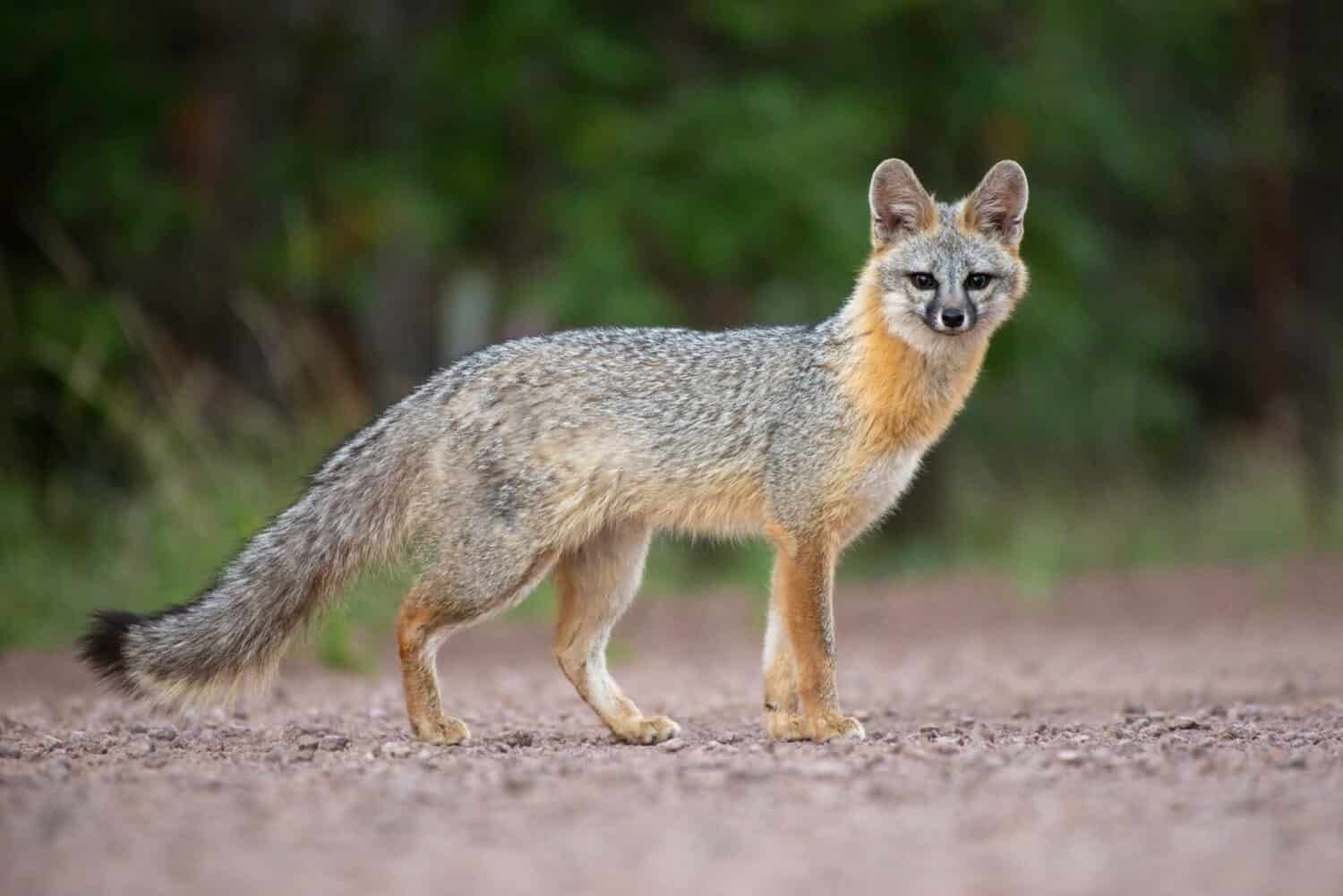 A wild gray fox in Connecticut