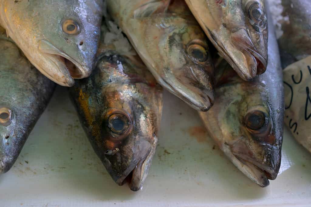 Healthy and exquisite fish "Merluccius gayi", also called Hake, for sale in the city.