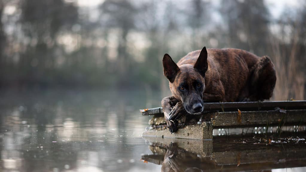 Dutch shepherd dog on a raft
