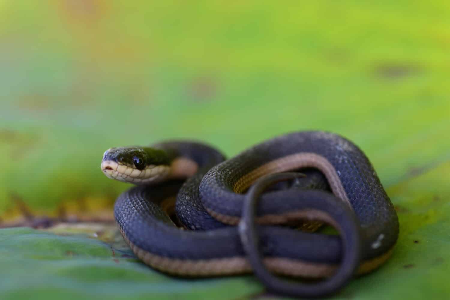 A juvenile grahams crayfish snake from northern Missouri.