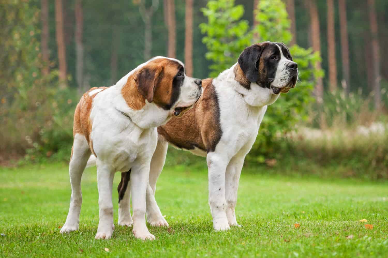 Two short-haired saint bernard dogs standing on the lawn