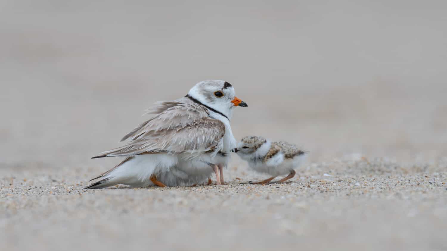 A Piping Plover provides shelter for her hatchlings.