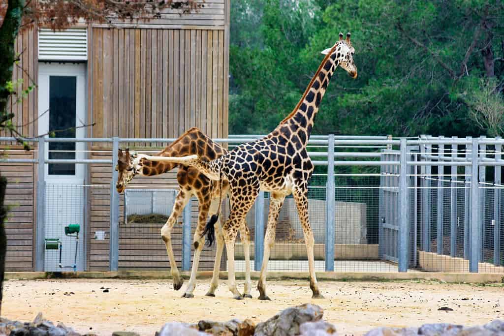 Male giraffe kick the female giraffe