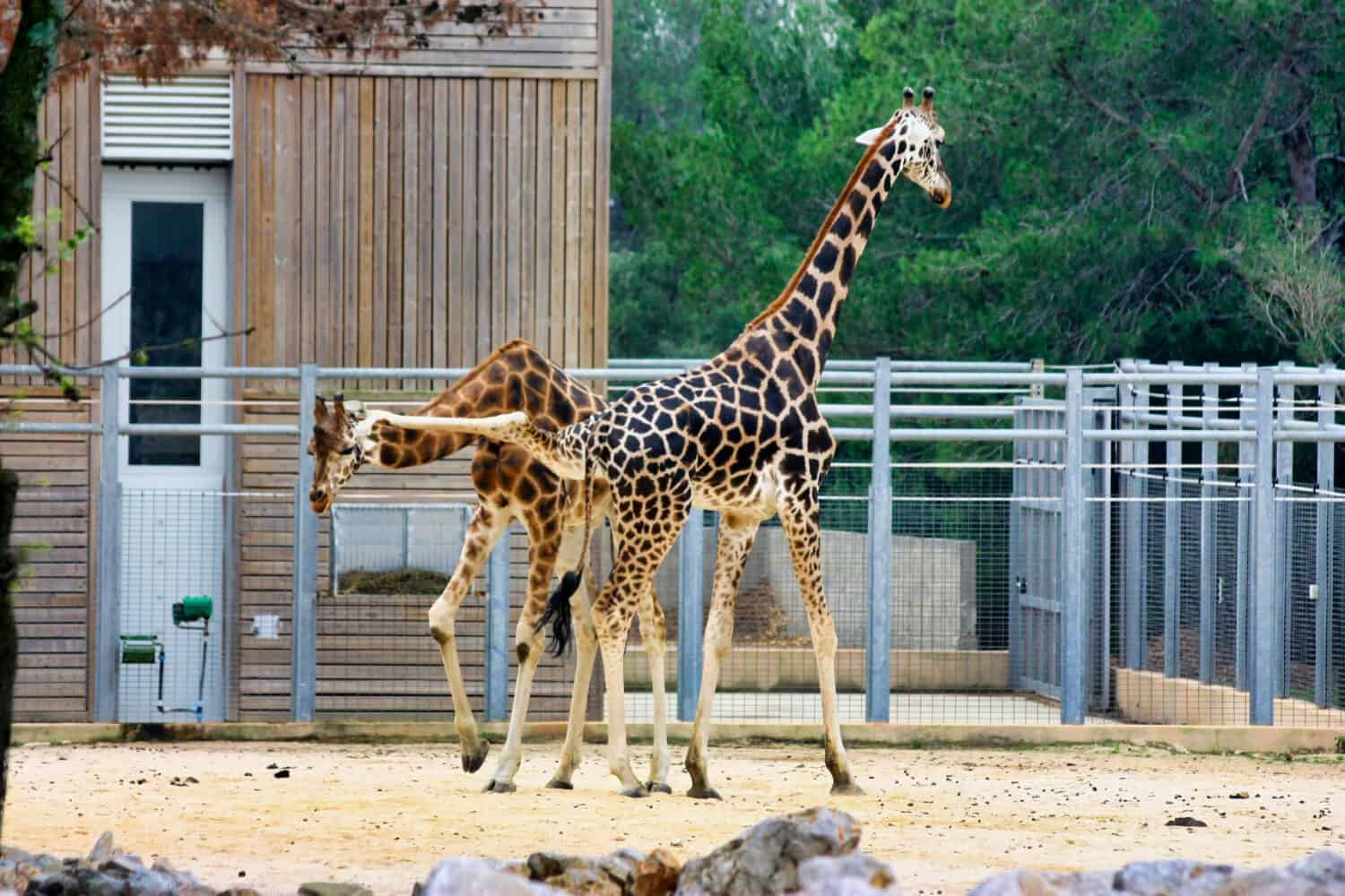 giraffes kicking lions head off