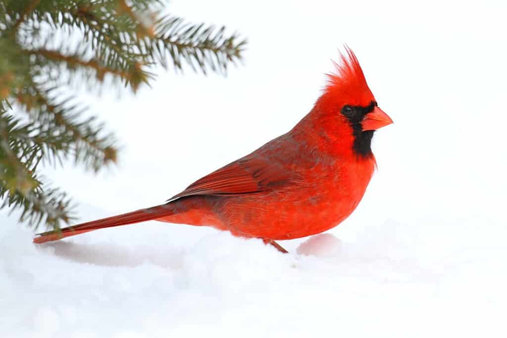 Male Northern Cardinal (cardinalis cardinalis) on a Spruce branch covered with snow