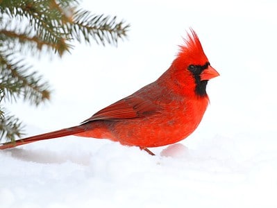 A 20 Birds That Spend Their Winters in Massachusetts