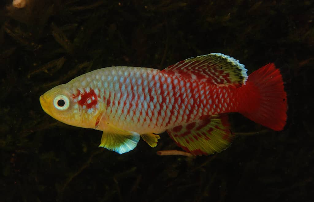 Nothobranchius guentheri Zanzibar Island aquarium killifish