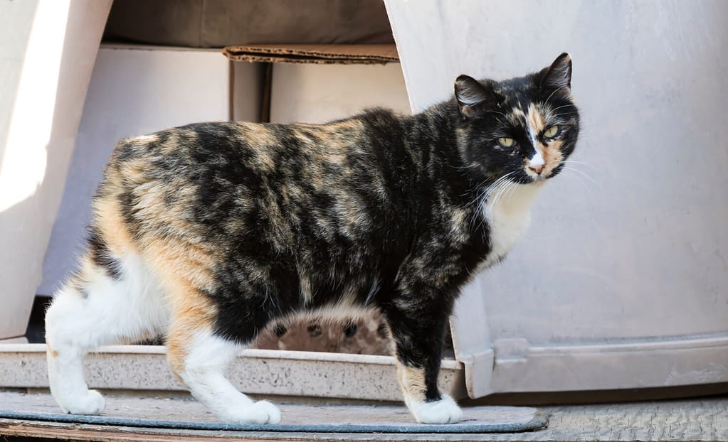 Manx cat is a unique breed with no tail. A brown, yellow and white color of a cat with no tail image.