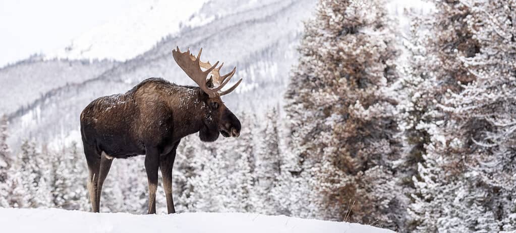 A moose in snow in Jasper Canada